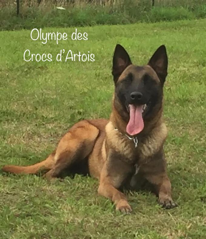 Olympe Des Crocs d'Artois